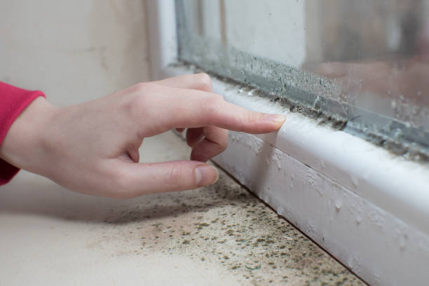 Best Emergency Mold Remediation  in Gordo, AL